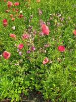 IMG_20250606_120346_1.webp