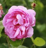 _MG_8353.webp