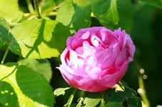 _MG_9115.webp