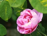 _MG_9179.webp