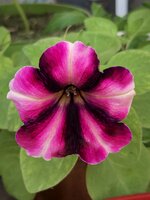 IMG_0501.jpeg