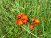 P1080044Harbichtskraut.JPG