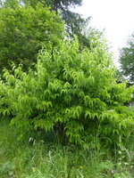 P1080046Sieben-Söhne-des-Himmels.JPG