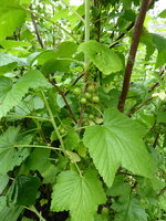 P1080053schwarze Johannisbeere.JPG
