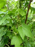P1080053schwarze Johannisbeere.JPG