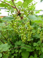 P1080054rote Johannisbeere.JPG