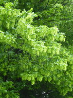 P1080066Hainbuche.JPG