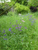 P1080067Akeleien.JPG