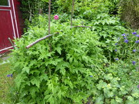 P1080069Kugeldistel.JPG