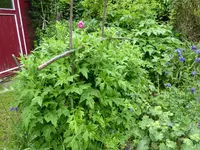P1080069Kugeldistel.JPG