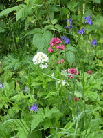 P1080072Spornblume in weiß und rot.JPG