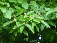 P1080085Mispel.JPG