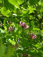 P1080090Waldrebe.JPG