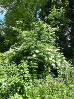 P1080107Hollunder.JPG