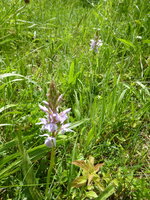 P1080137Knabenkraut.JPG