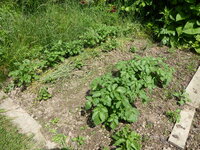 P1080138Kartoffelbeet.JPG