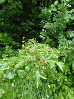 P1080161Weißdorn.JPG