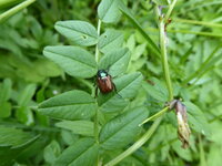 P1080073Junikäfer.JPG