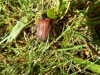 P1080130Maikäfer.JPG