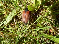 P1080130Maikäfer.JPG