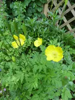 P1080133Wadscheinmohn.JPG