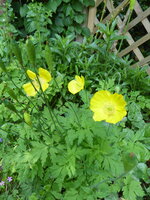 P1080133Wadscheinmohn.JPG
