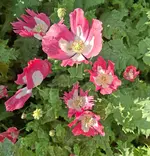 20250607_081037.webp
