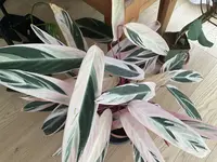 IMG_2045.jpeg
