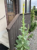 IMG_2046.jpeg