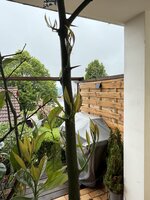 IMG_4498.jpeg
