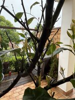 IMG_4499.jpeg