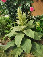 IMG_20250607_100442.jpg