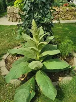 IMG_20250607_100511.webp
