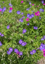 PXL_20250607_115209182.jpg