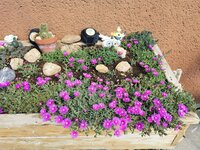 IMG_20250602_095057.jpg
