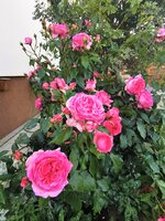 IMG_20250606_183451.jpg
