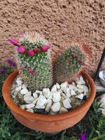 IMG_20250606_184534.jpg