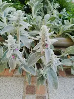 IMG_20250606_192311.webp