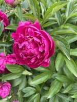 IMG_2047.jpeg