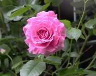 Rose Hl.Elisabeth    0825.JPG