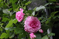 Rose Hl.Elisabeth    0525.JPG
