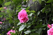 Rose Hl.Elisabeth    0625.JPG