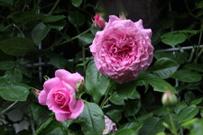 Rose Hl.Elisabeth    0725.JPG