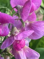 IMG_0416.jpeg