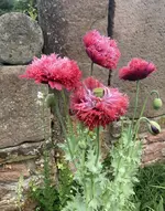IMG_0550.jpeg