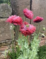 IMG_0550.jpeg