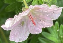 IMG_0305.jpeg