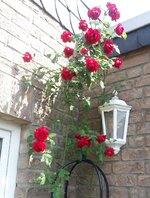 Rose ohne Namen.jpg