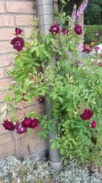 Rosengarten Zweibrücken.jpg