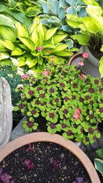 20250606_102050.jpg